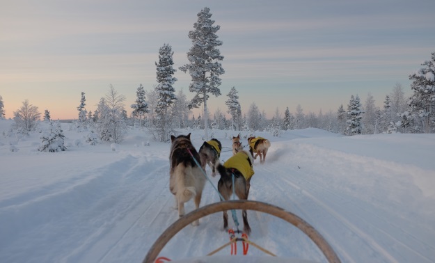 Reisverslag Lapland deel 2: het poollicht zien, hondensleeën & sneeuwscooteren